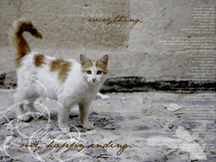 Картинка животные коты