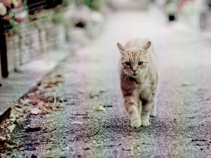 Картинка животные коты