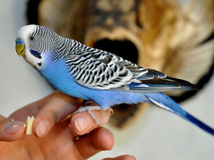 Картинка животные попугаи