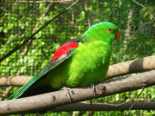 Картинка животные попугаи