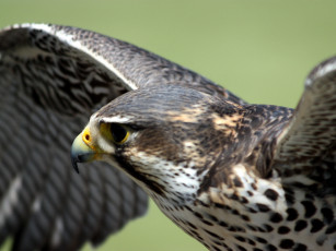 Картинка животные птицы хищники