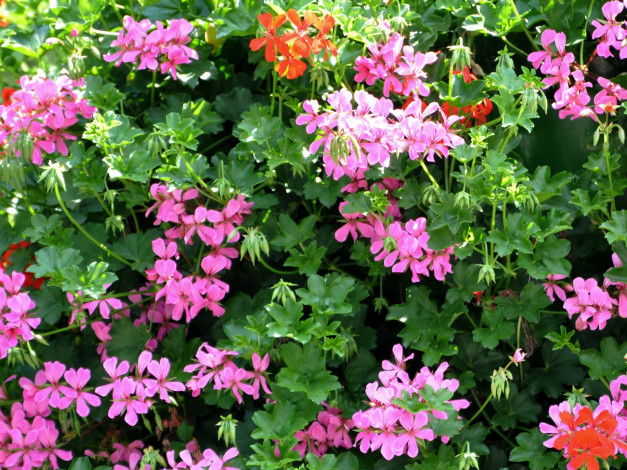 Обои картинки фото цветы