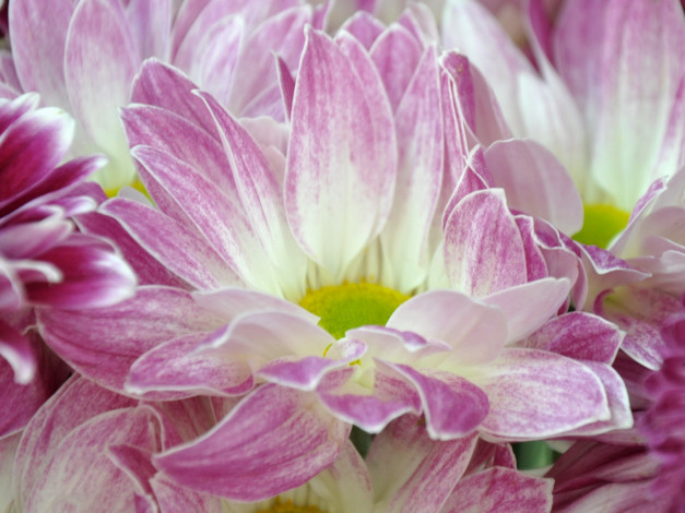 Обои картинки фото цветы, хризантемы