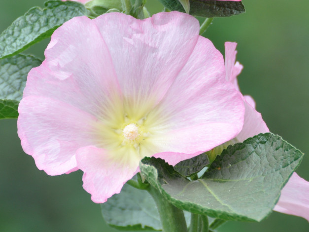 Обои картинки фото цветы, мальвы