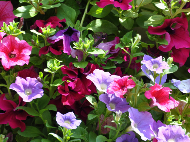 Обои картинки фото цветы, петунии, калибрахоа
