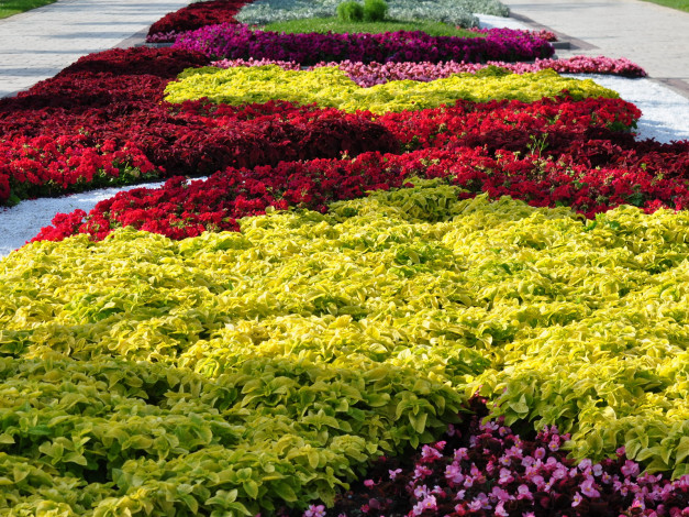 Обои картинки фото цветы, разные, вместе