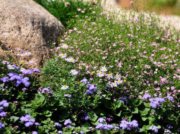 Обои картинки фото цветы, разные, вместе