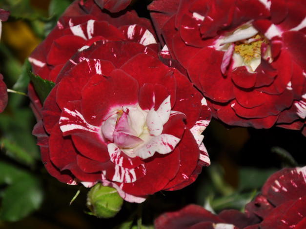 Обои картинки фото цветы, розы