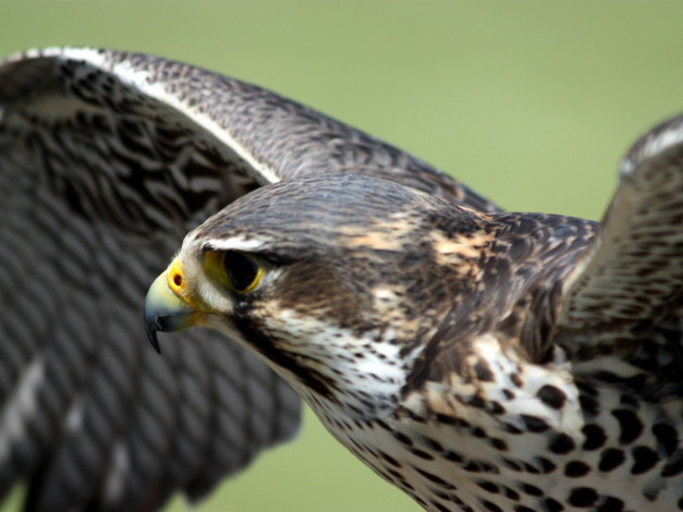 Обои картинки фото животные, птицы, хищники