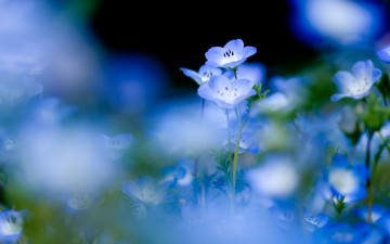 Картинка цветы немофилы вероники