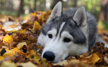 Картинка животные собаки