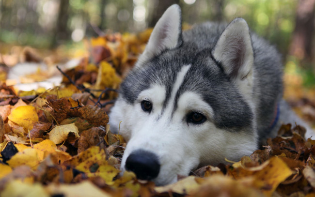 Обои картинки фото животные, собаки