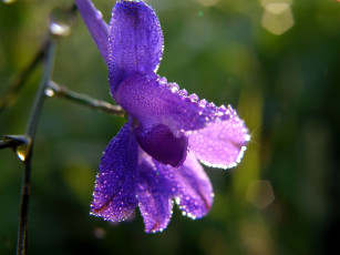 Картинка цветы луговые полевые капли синий блики