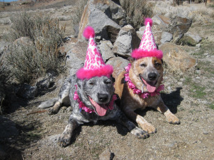 Картинка животные собаки колпак