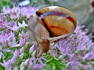 Картинка животные улитки цветок