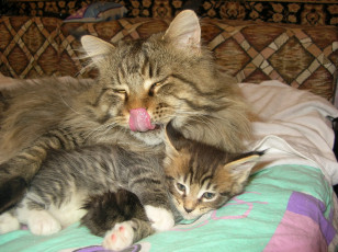 Картинка животные коты язык котенок кошка