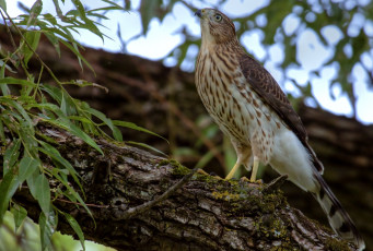 Картинка животные птицы хищники хищник дерево ястреб