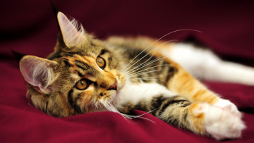 обоя животные, коты, мейн-кун