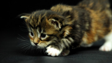 Картинка животные коты мейн-кун котенок