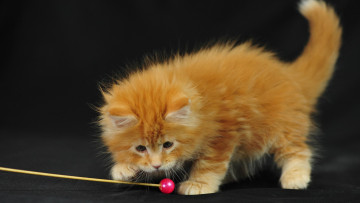 обоя животные, коты, мейн-кун, котенок