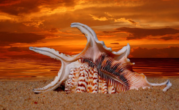 Картинка разное ракушки кораллы декоративные spa камни песок море закат