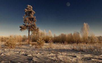 Картинка природа деревья песок