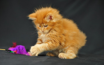 обоя животные, коты, котенок, мейн-кун