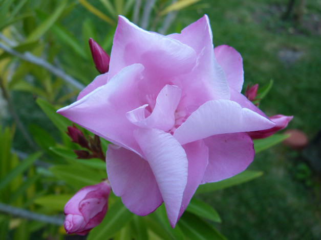 Обои картинки фото цветы, олеандры, нежный