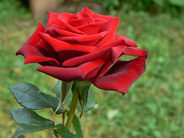 Обои картинки фото цветы, розы, бутон