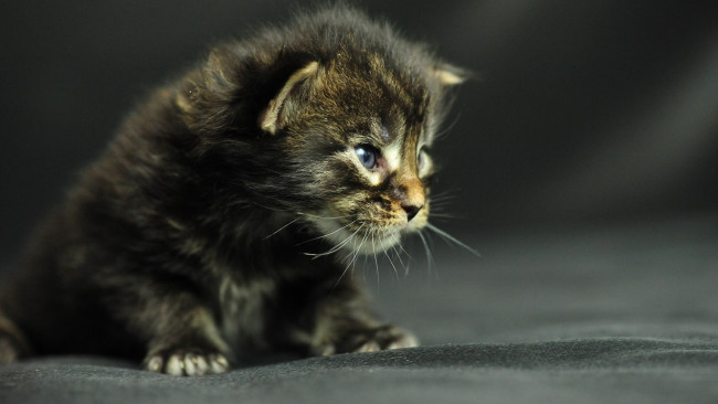 Обои картинки фото животные, коты, котенок, мейн-кун