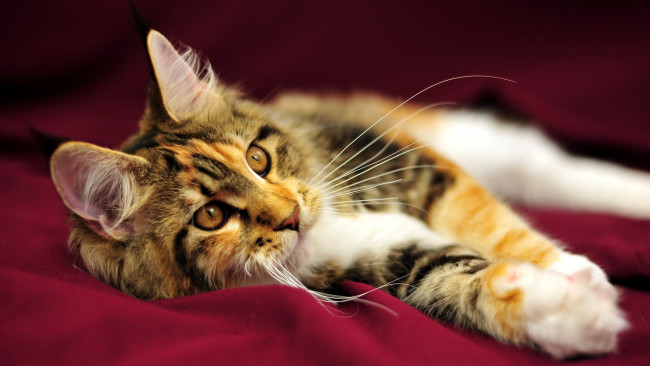 Обои картинки фото животные, коты, мейн-кун