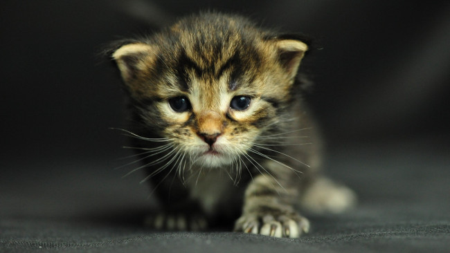 Обои картинки фото животные, коты, мейн-кун, котенок