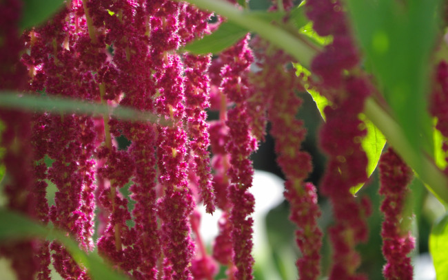 Обои картинки фото цветы, амаранты, зеленый, розовый