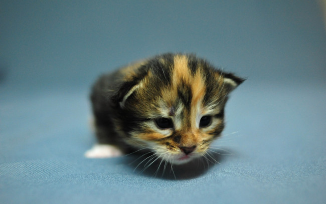 Обои картинки фото животные, коты, мейн-кун, коетнок