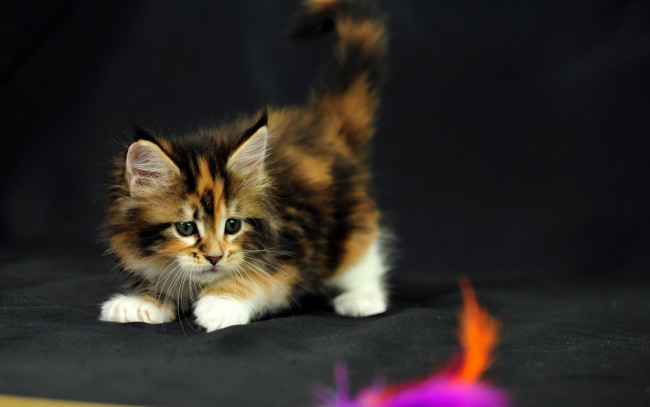 Обои картинки фото животные, коты, мейн-кун, коетнок