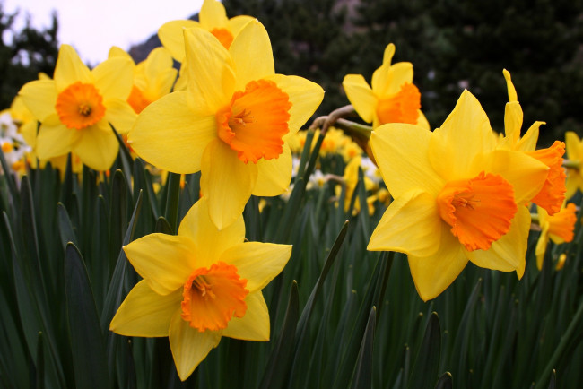 Обои картинки фото цветы, нарциссы, желтый, много