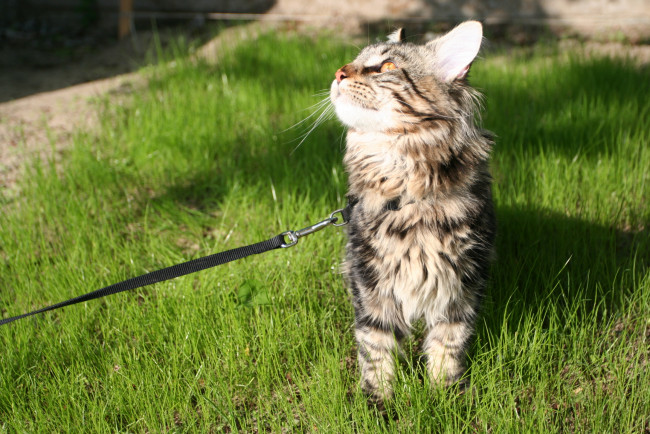 Обои картинки фото животные, коты, поводок, уши