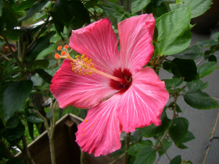 Картинка цветы гибискусы гибискус