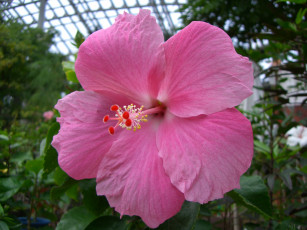 Картинка цветы гибискусы гибискус