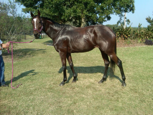 Картинка животные лошади лошадь