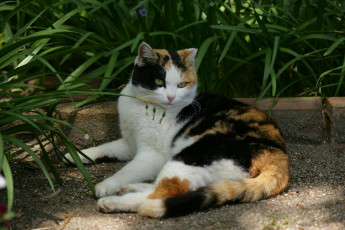 Картинка животные коты кот