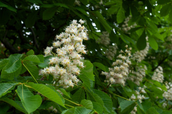 Картинка цветы цветущие деревья кустарники каштан дерево свечи листья