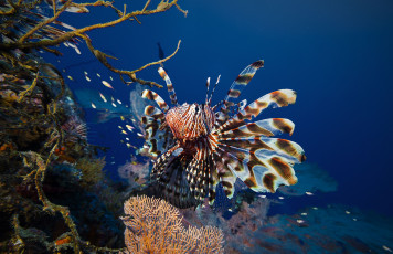 Картинка животные рыбы broadbarred firefish полосатая крылатка lionfish рыба-лев рыба-зебра