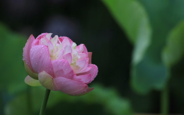 Картинка цветы лотосы лепестки капли