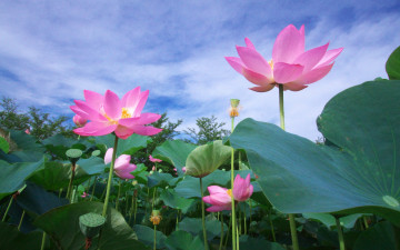 Картинка цветы лотосы лотос