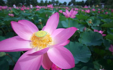 Картинка цветы лотосы лотос