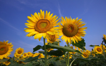 Картинка цветы подсолнухи