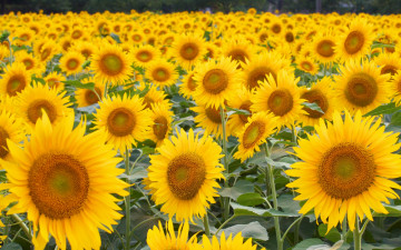 Картинка цветы подсолнухи