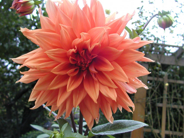 Обои картинки фото цветы, георгины