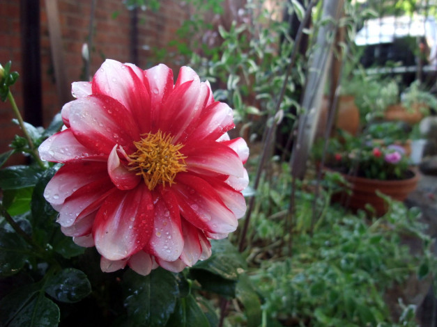 Обои картинки фото цветы, георгины